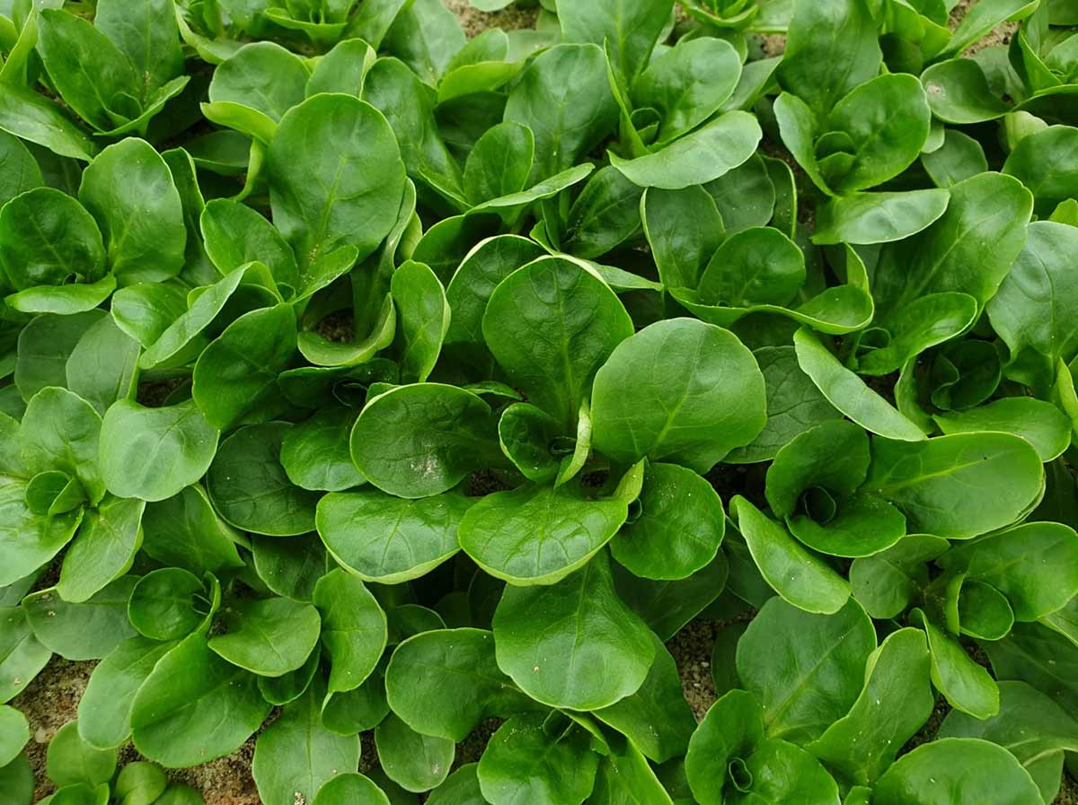 La valeriana Paudium